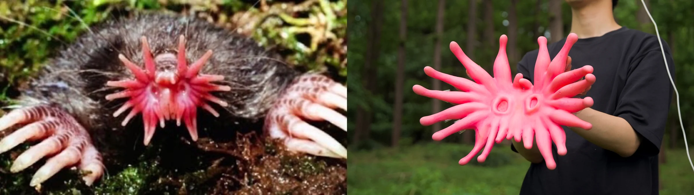 Star-nosed mole and haptic glove form study